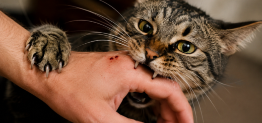 hand etende kat