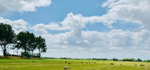 natuur